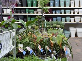 Tuinplanten