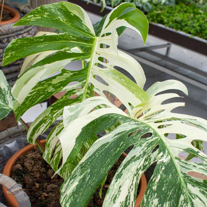 Monstera variegata