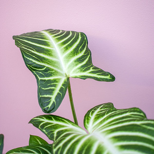 Caladium lindenii ‘Magnificum’ Zoetermeer