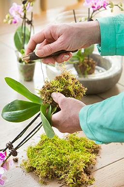 plantenarrangement zoetermeer