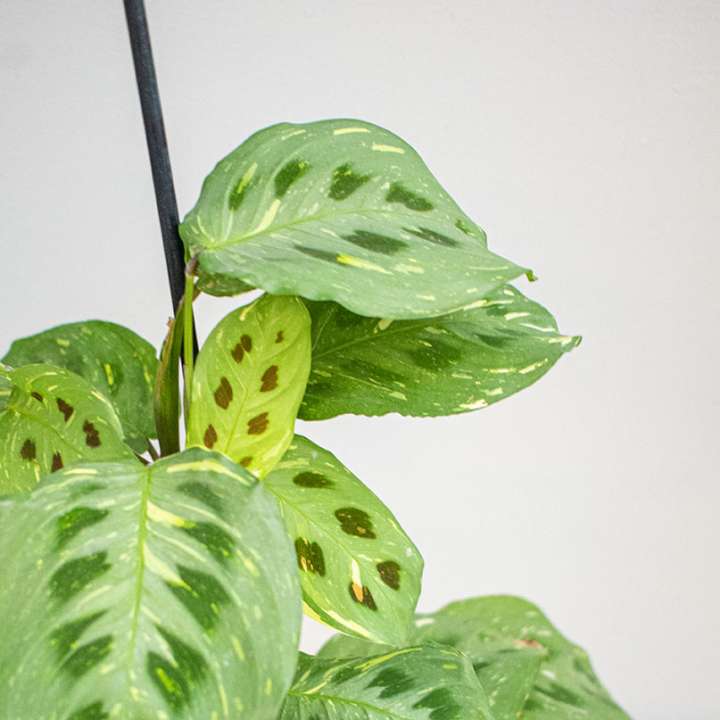 Maranta Kerchoveana Variegata