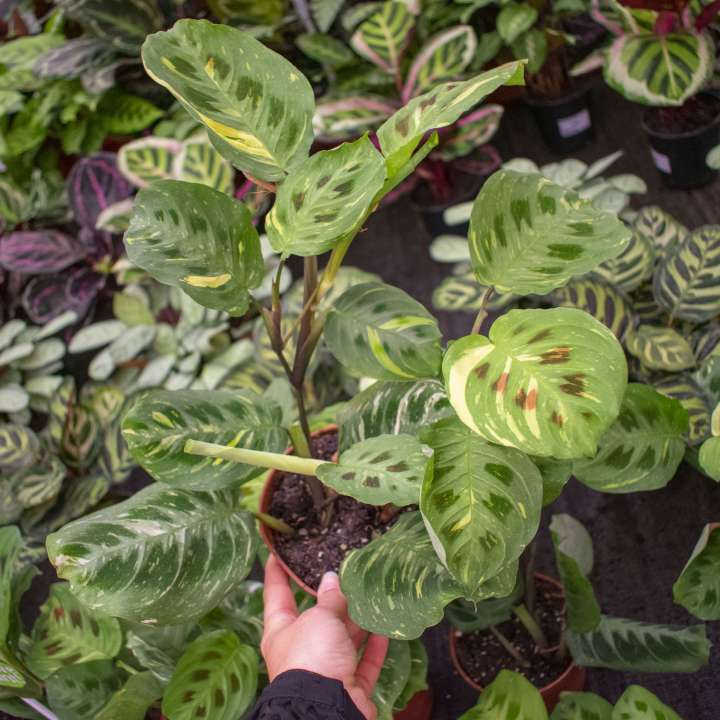 Maranta Kerchoveana Variegata