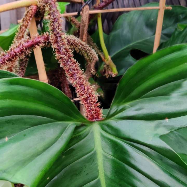 Philodendron squamiferum