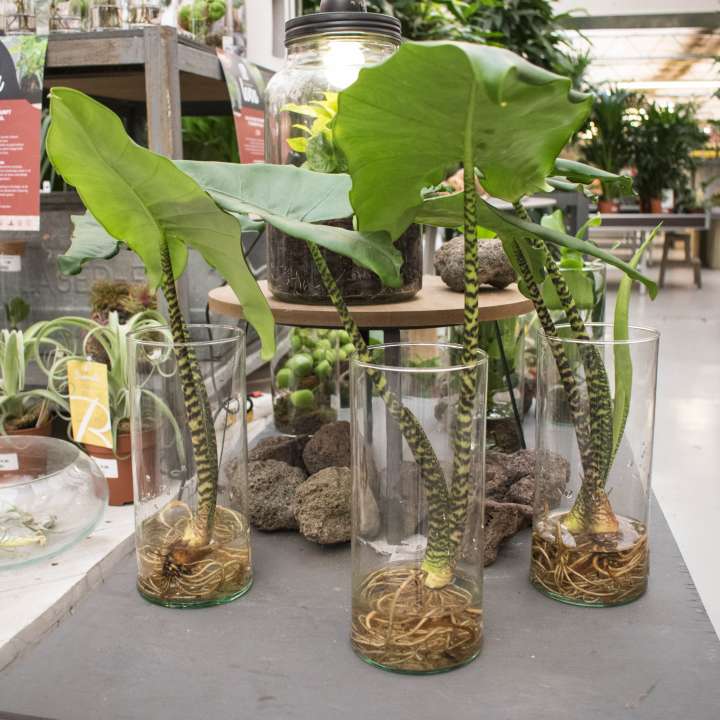 Alocasia zebrina op water