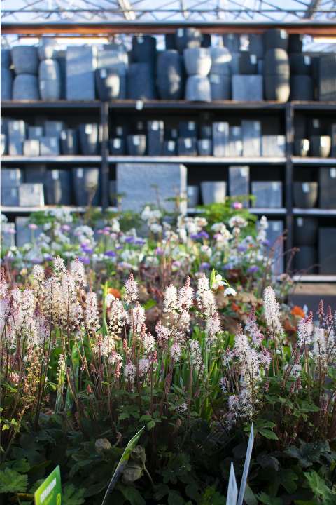 vaste planten zomer