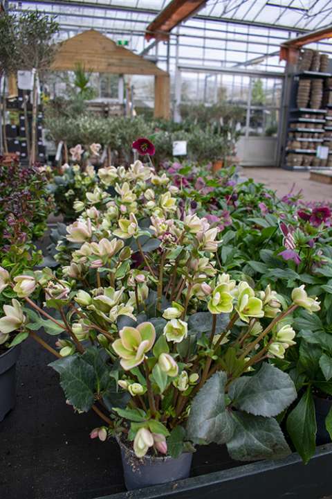 buitenplanten helleborus Zoetermeer