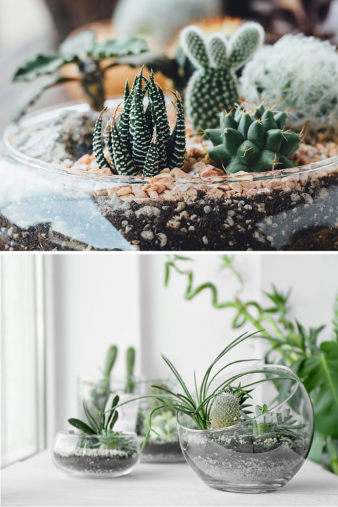 Cactussen en vetplanten kopen | Kamerplanten | Tuincentrum de Driesprong