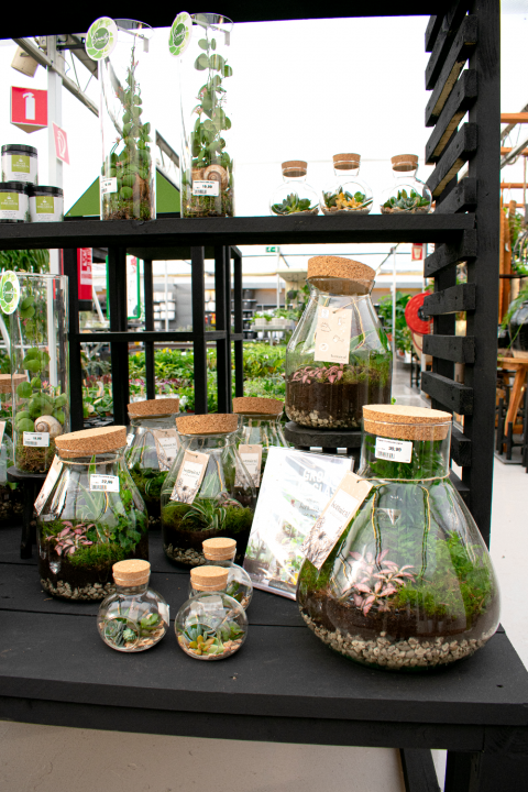 Kamerplanten kopen | Tuincentrum de Driesprong in Zoetermeer