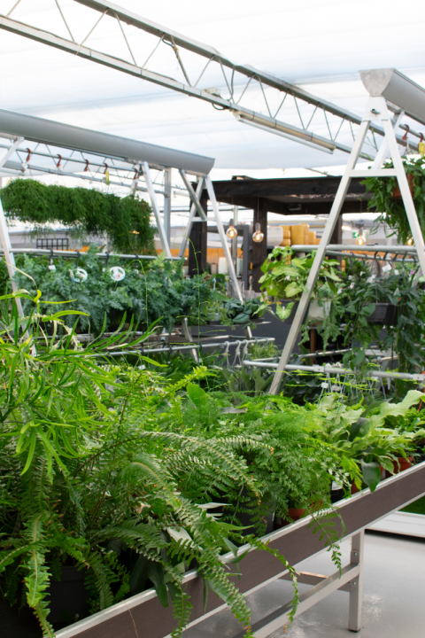 Kamerplanten kopen | Tuincentrum de Driesprong in Zoetermeer