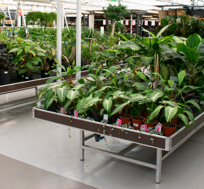 Groene kamerplanten kopen | Tuincentrum de Driesprong in Zoetermeer