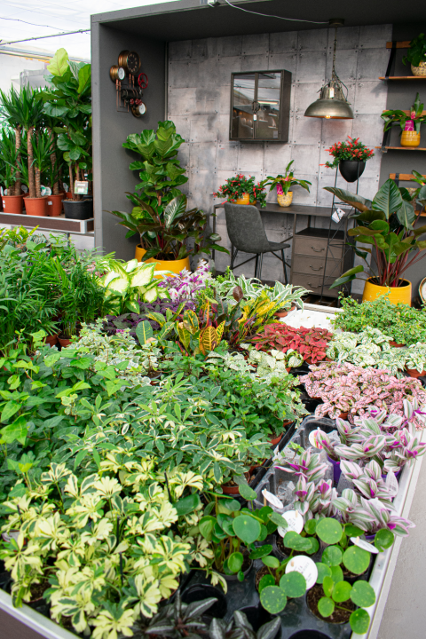 Groene kamerplanten kopen | Tuincentrum de Driesprong in Zoetermeer