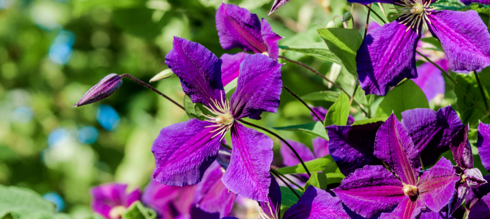 top kwaliteit klimplanten en rozen