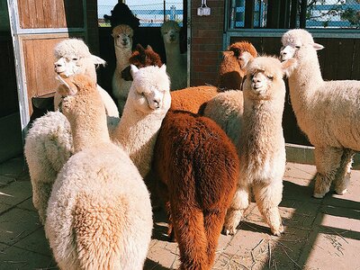 Alpaca  knuffelen