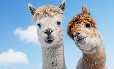 Alpaca's bij de Driesprong