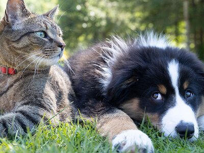 Dierenartsactie met Dr. Woof!