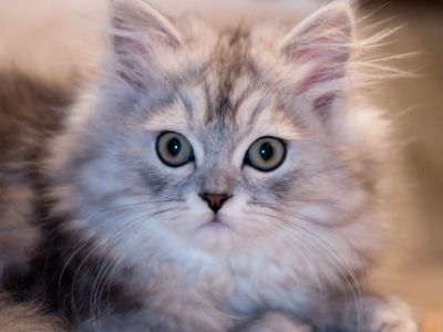 Dierenfotograaf
