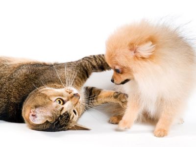 Dr. Woof! vaccinatie actie