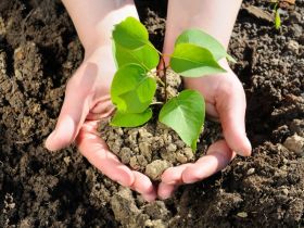 Stekken buitenplanten