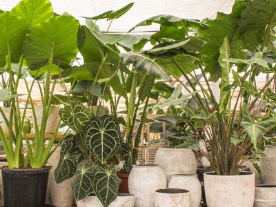 Kamerplanten kopen Kamerplanten kopen