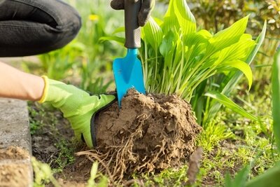 15 tuintips voor de maand mei