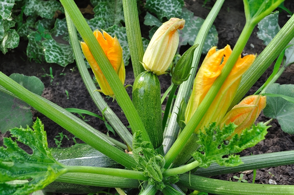 regering menigte In Courgettes, pompoenen en komkommers zaaien - Tuincentrum de Driesprong