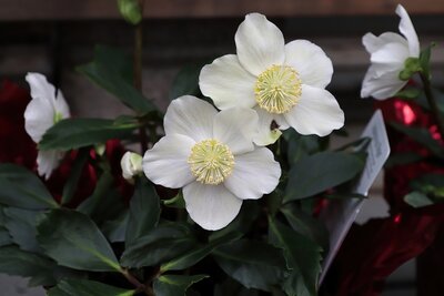 De mooiste winterbloeier voor tuin en balkon: Helleborus