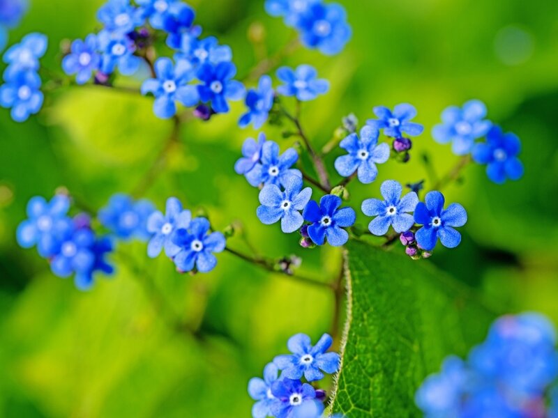 team Onweersbui Keelholte Hemel(vaart)sblauwe bloemen - Tuincentrum de Driesprong