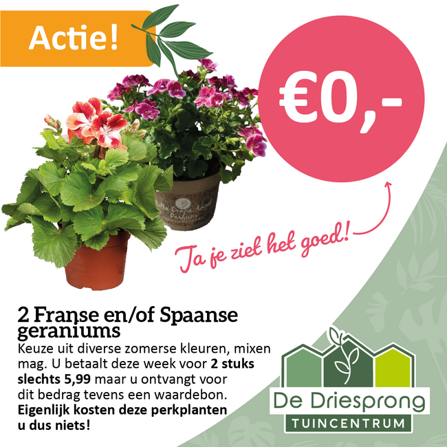 2 Franse en/of Spaanse geraniums