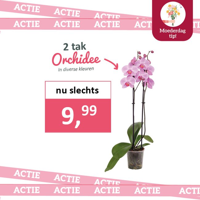 2 tak orchidee
