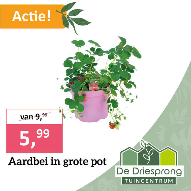 Aardbei in grote pot
