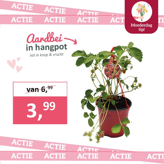 Aardbei in hangpot