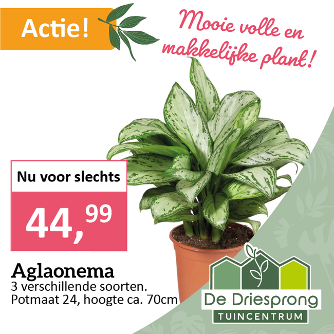Aglaonema