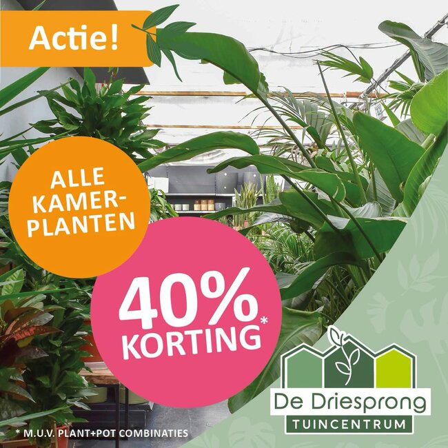 Alle kamerplanten met 40% korting!
