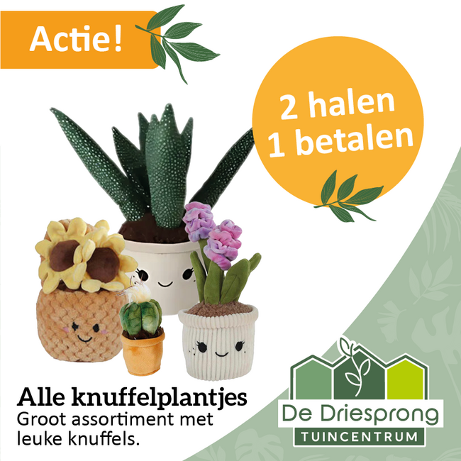 Alle knuffelplantjes 2 halen 1 betalen!