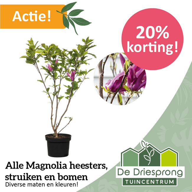Alle Magnolia heesters, struiken en bomen