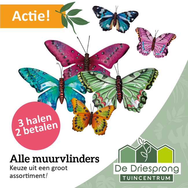 Alle muurvlinders