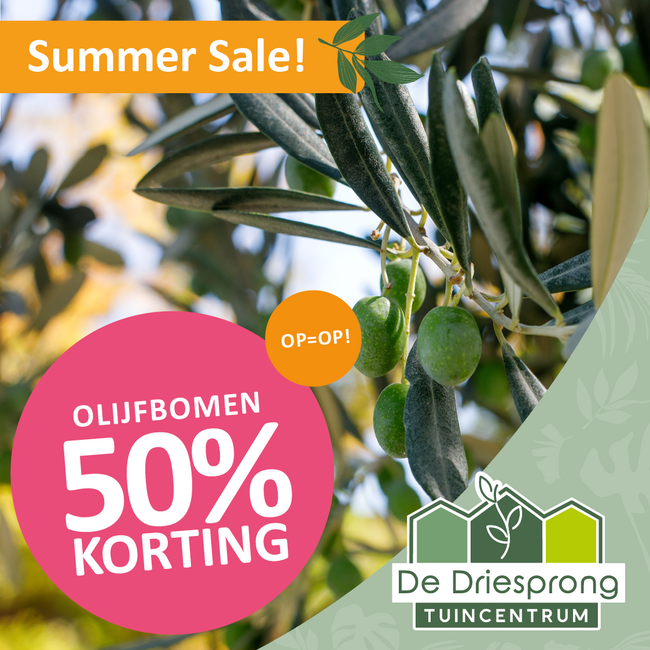 ALLE OLIJFBOMEN NU 50% KORTING!