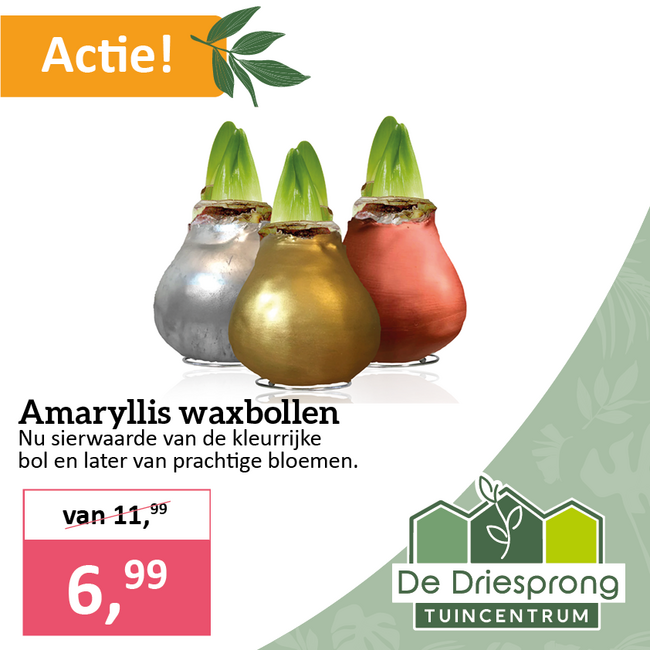 Amaryllis waxbollen