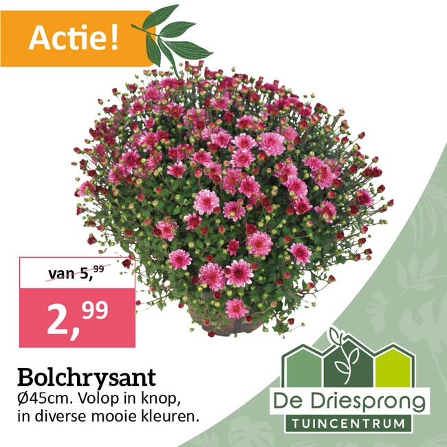Bolchrysant voor een stuntprijs!