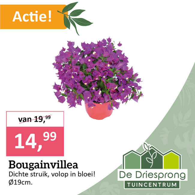 Bougainvillea