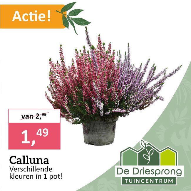 Calluna