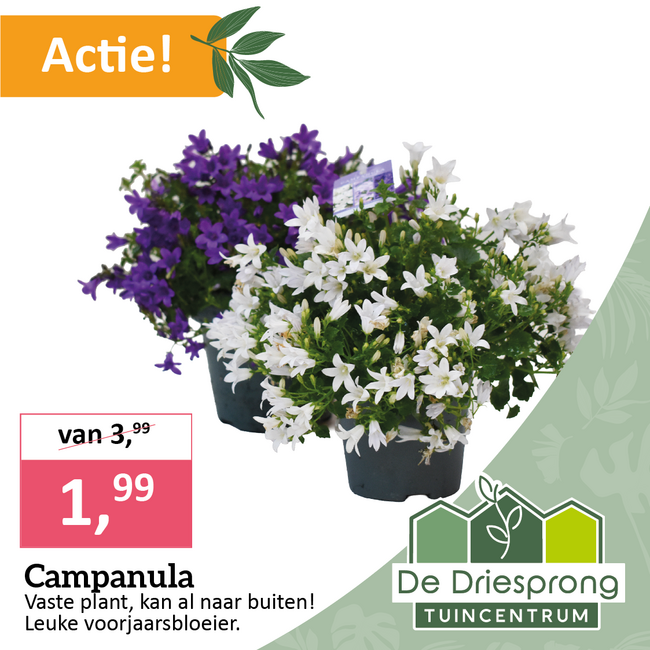 Campanula