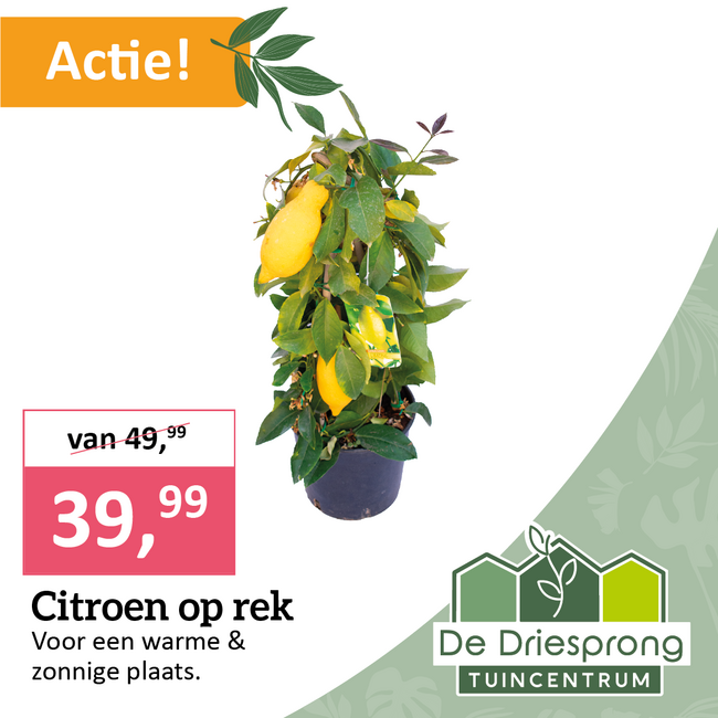 Citroen op rek