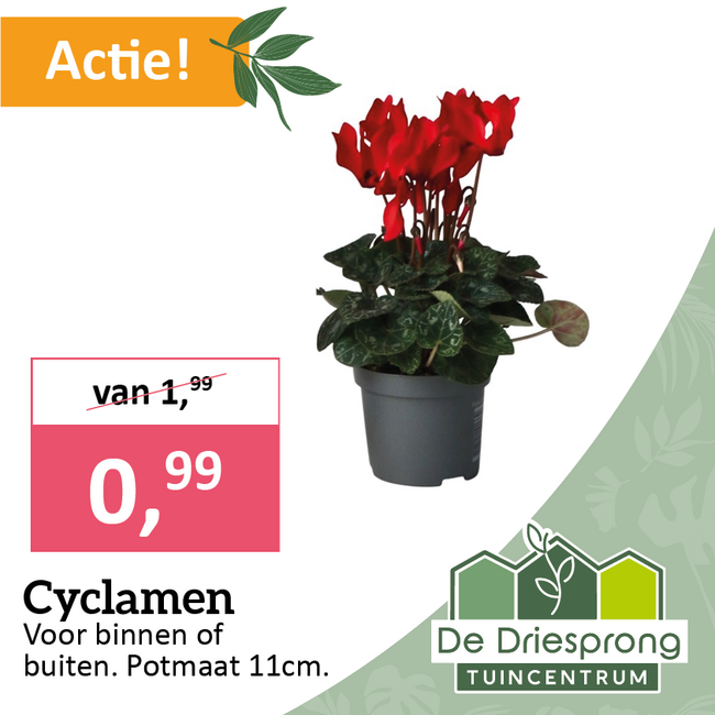 Cyclamen