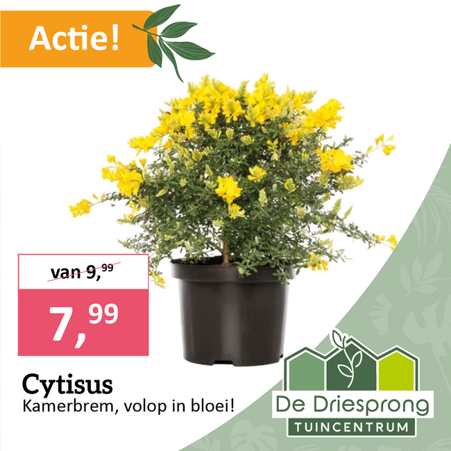 Cytisus