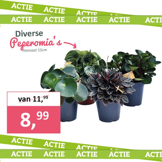 Diverse Peperomia's