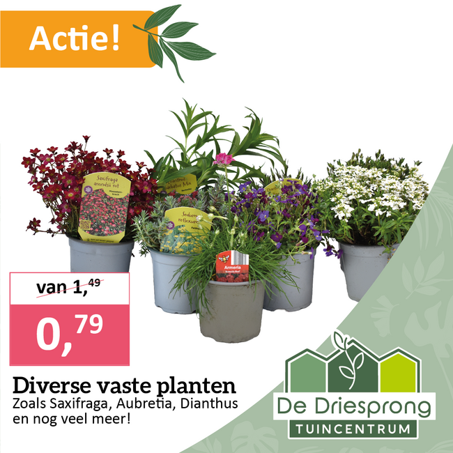 Diverse vaste planten