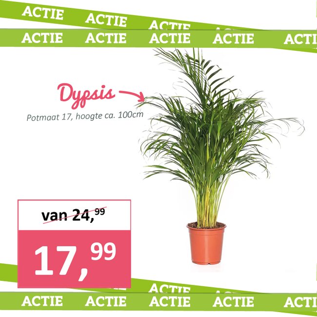 Dypsis