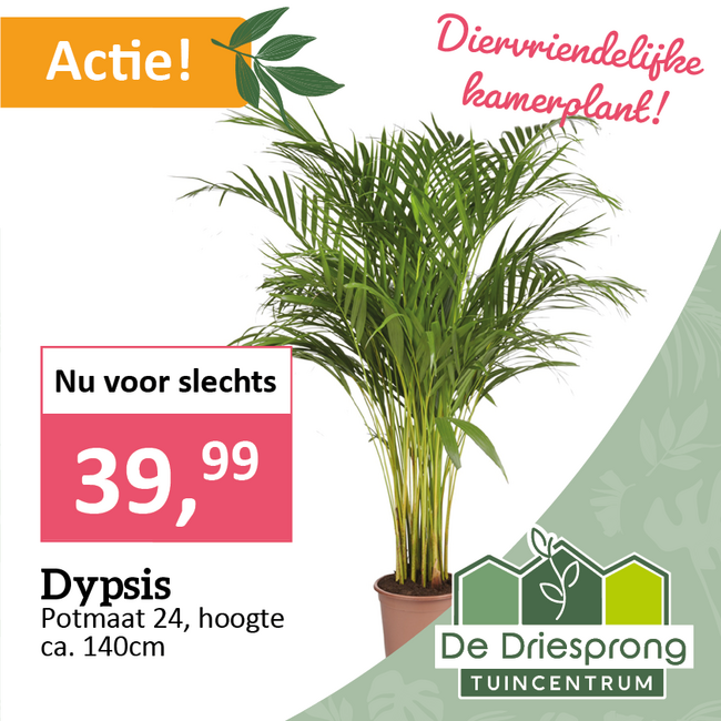 Dypsis
