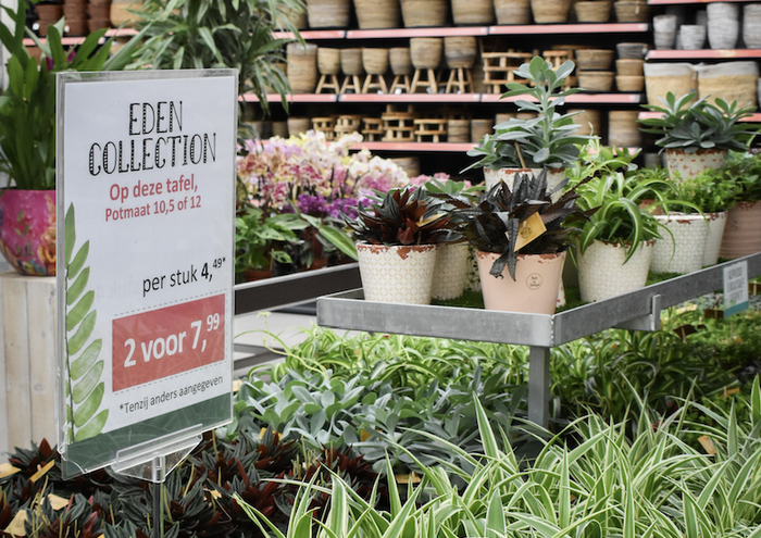 Eden Collection Kamerplanten 4,49 per stuk en 2 voor 7,99